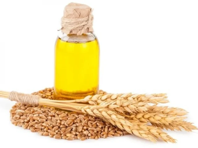 زيت جنين القمح تركيز عالي